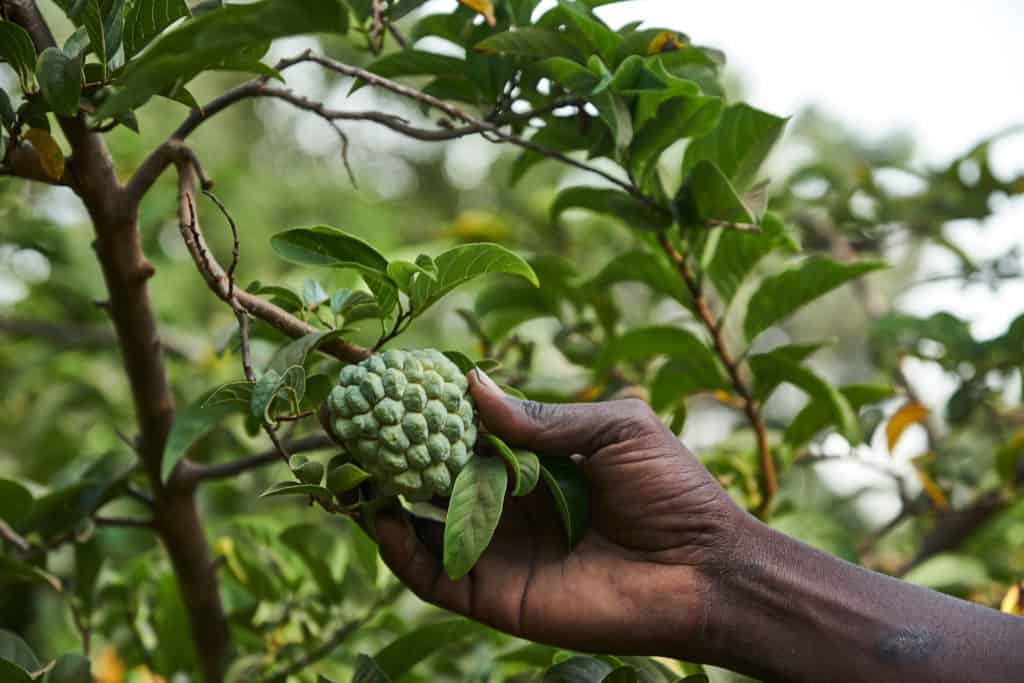 Activities Trees for the Future in Senegal