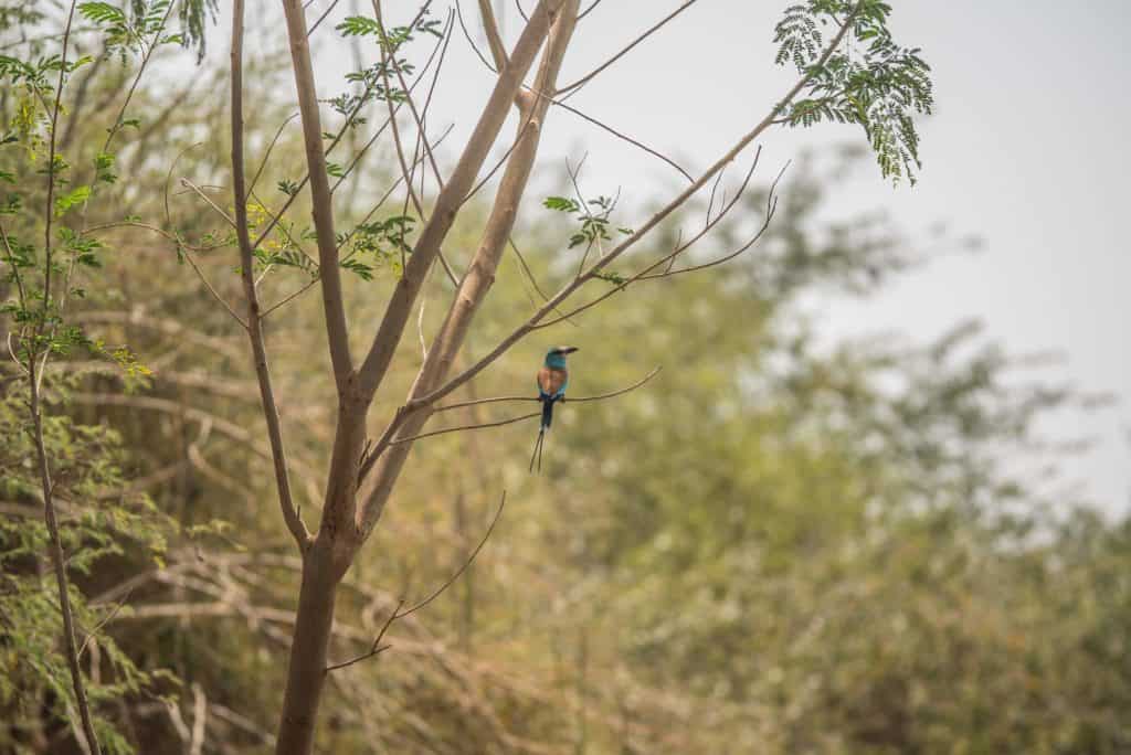 A vibrant bird perched on a branch in a sustainable Forest Garden.
