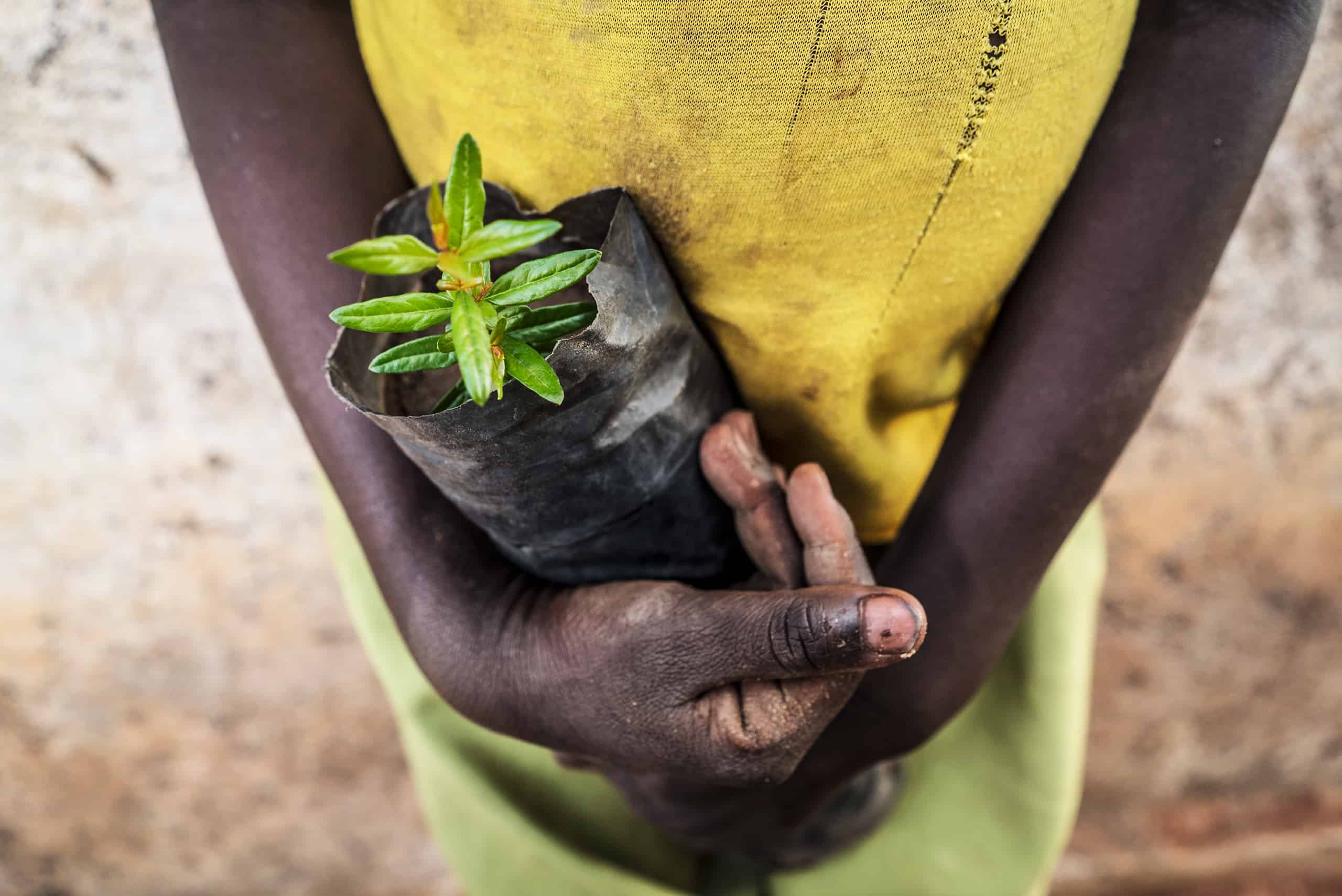 Child holding a young plant in a bag