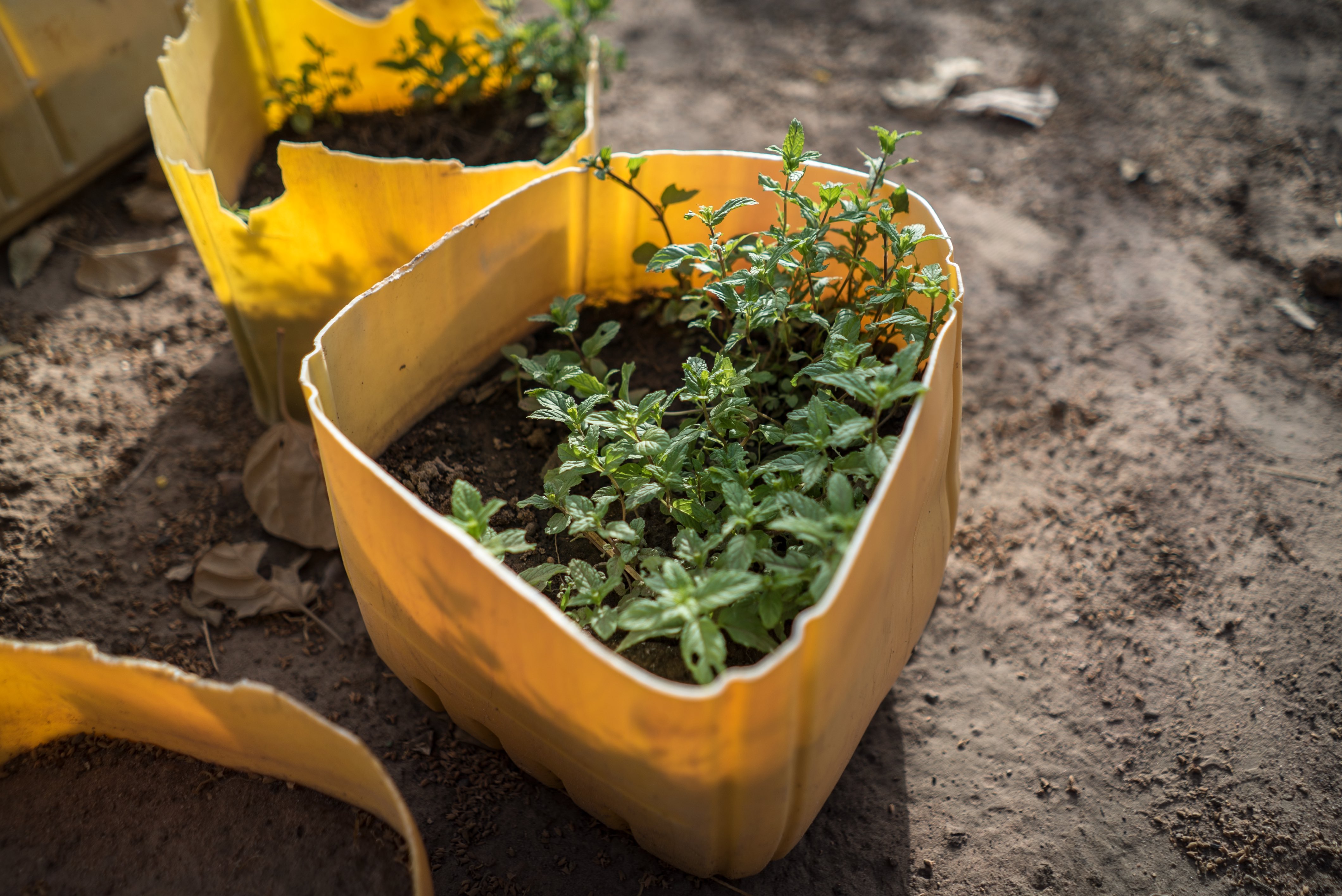 plants growing in a pot
