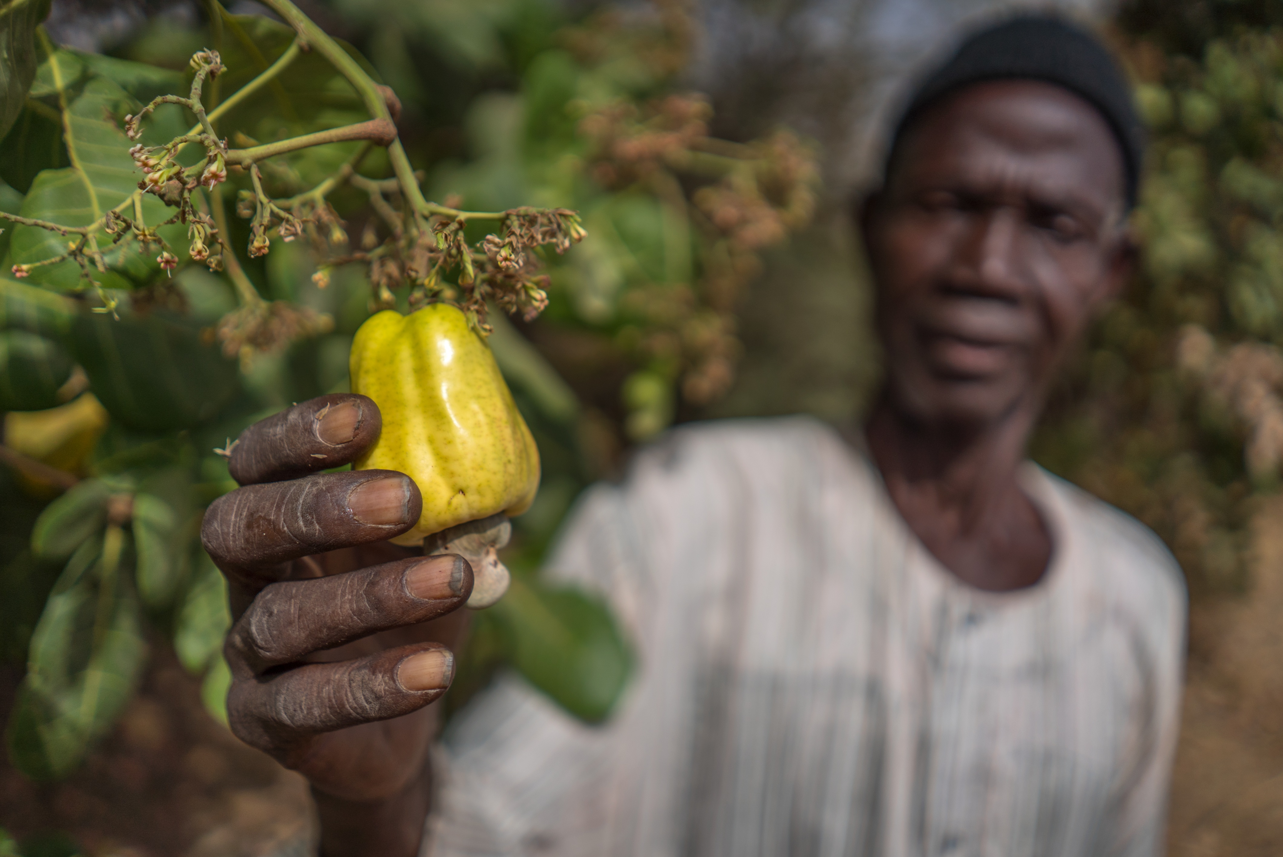 Keba holding a cashew apple 