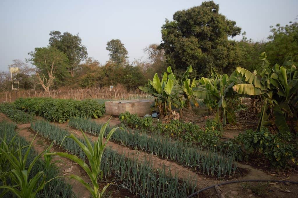 Trees for the Future’s Fast Company Award Recognition