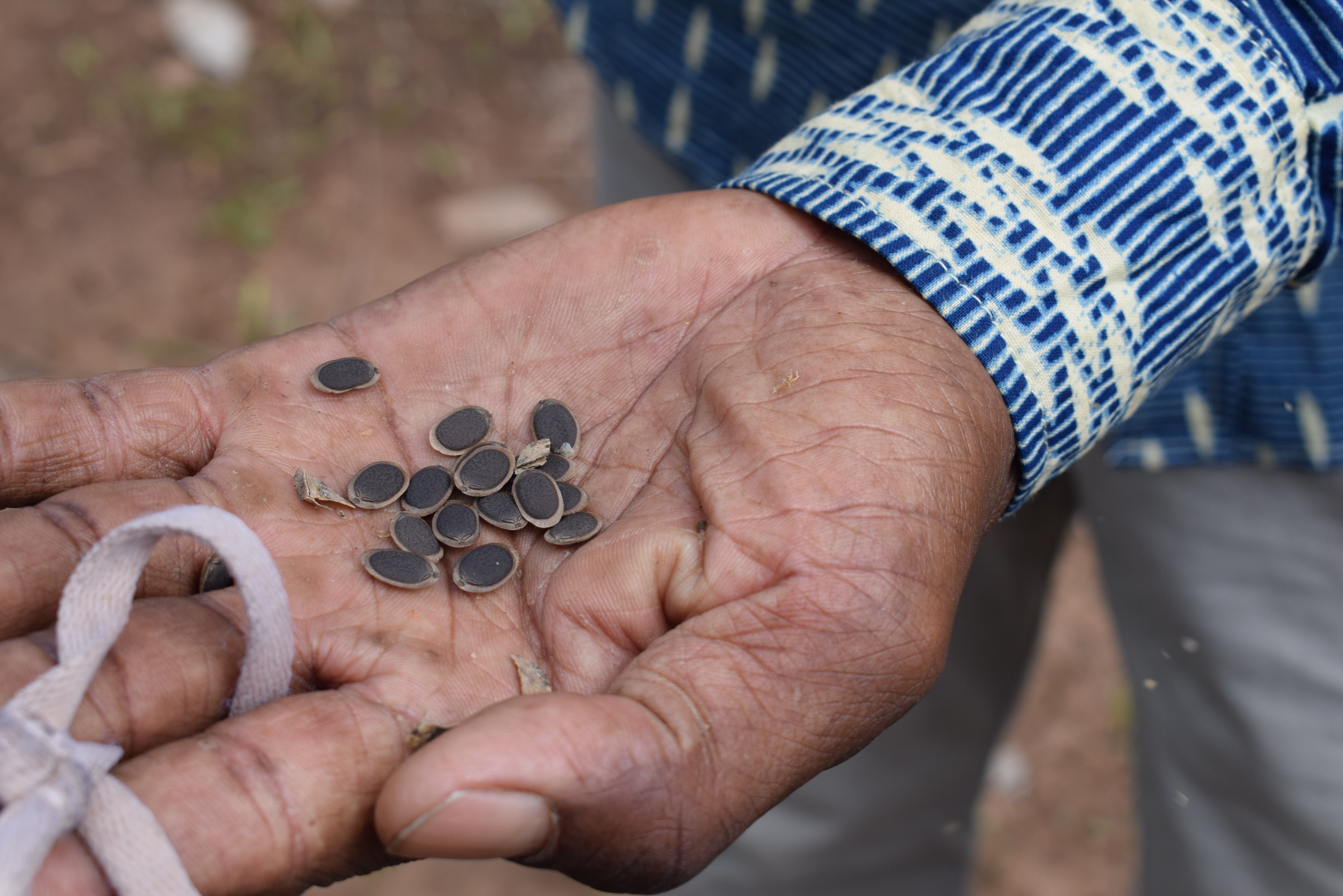 Close-up of a hand holding seeds