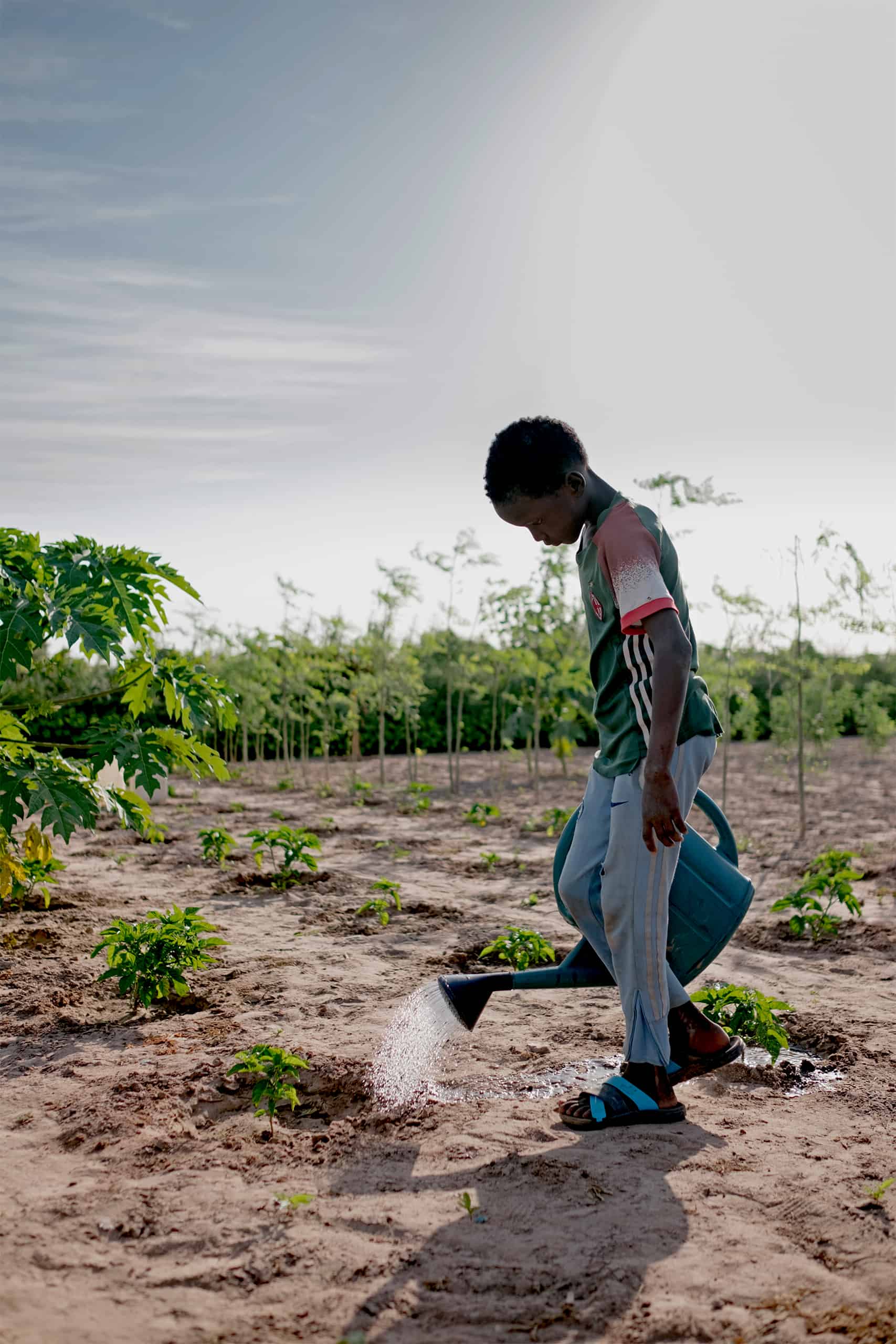 A child watering young plants in a field, promoting sustainable growth.