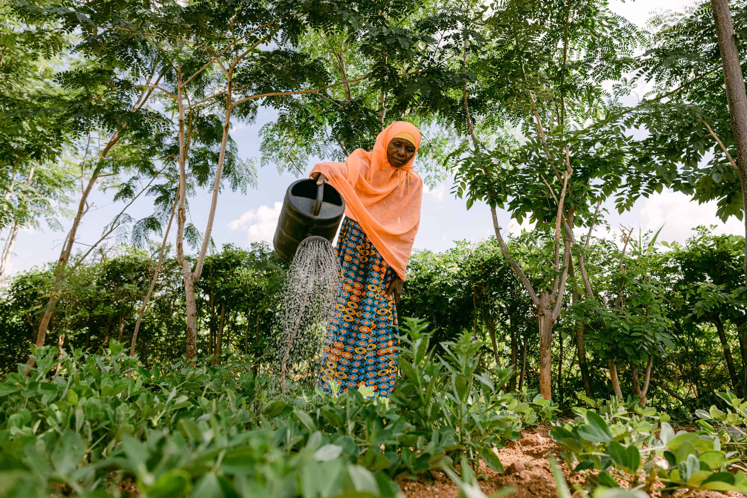 Woman watering plants in a lush, green agricultural field.