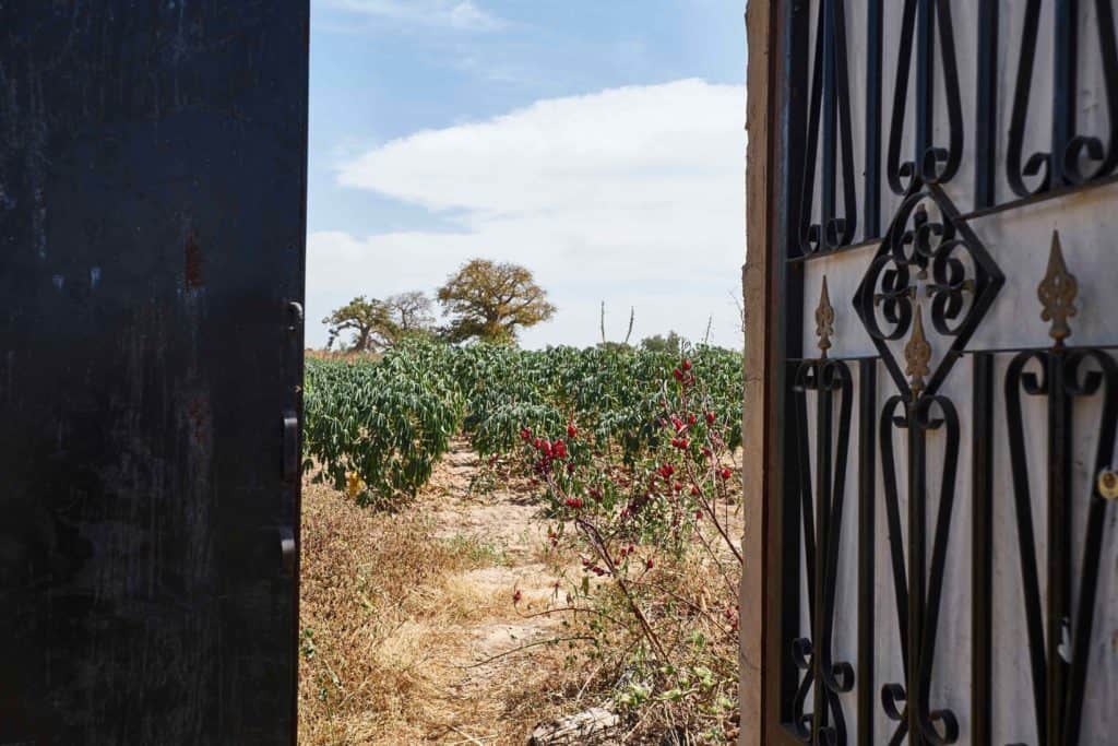 A glimpse through an open gate into a flourishing Forest Garden.