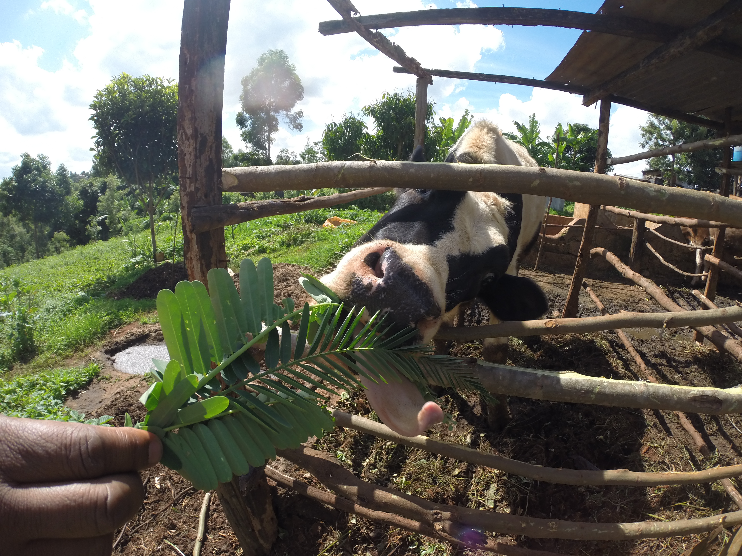 A dairy cow in Ikinu enjoying fresh fodder tree leaves