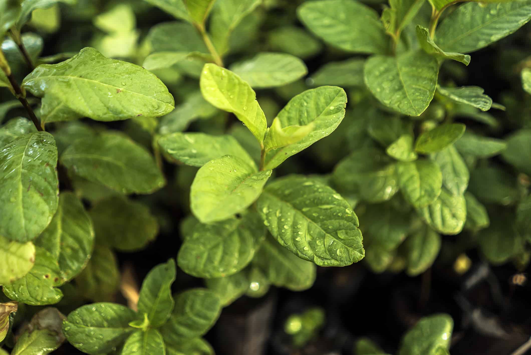 Close-up of vibrant green leaves symbolizing growth and sustainability, related to the historic NFT donation to Trees for the Future.