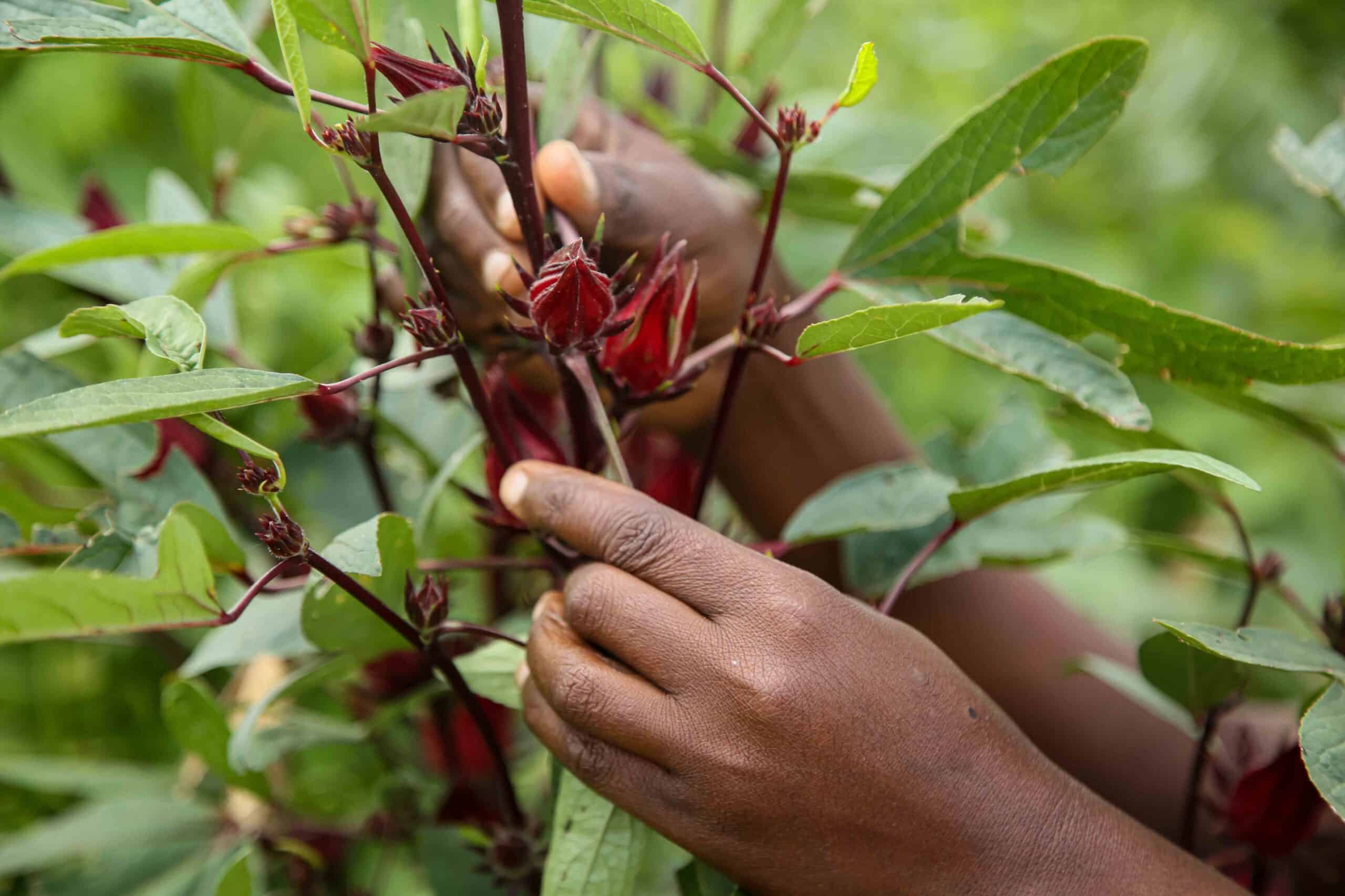 Farmer Carolina harvesting in her Forest Garden - Trees for the Future