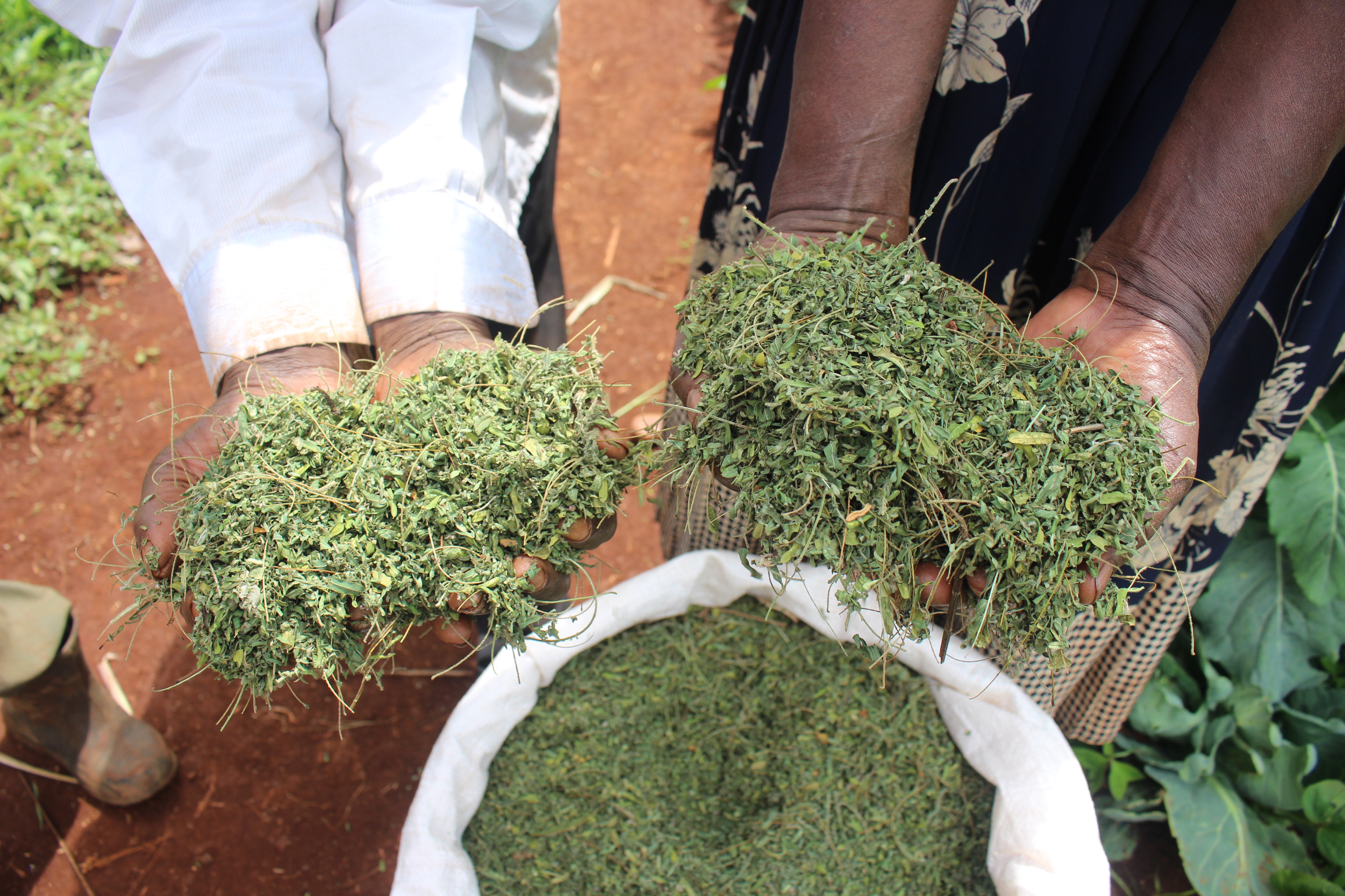 Our farmers with the dried leaves from their fodder trees