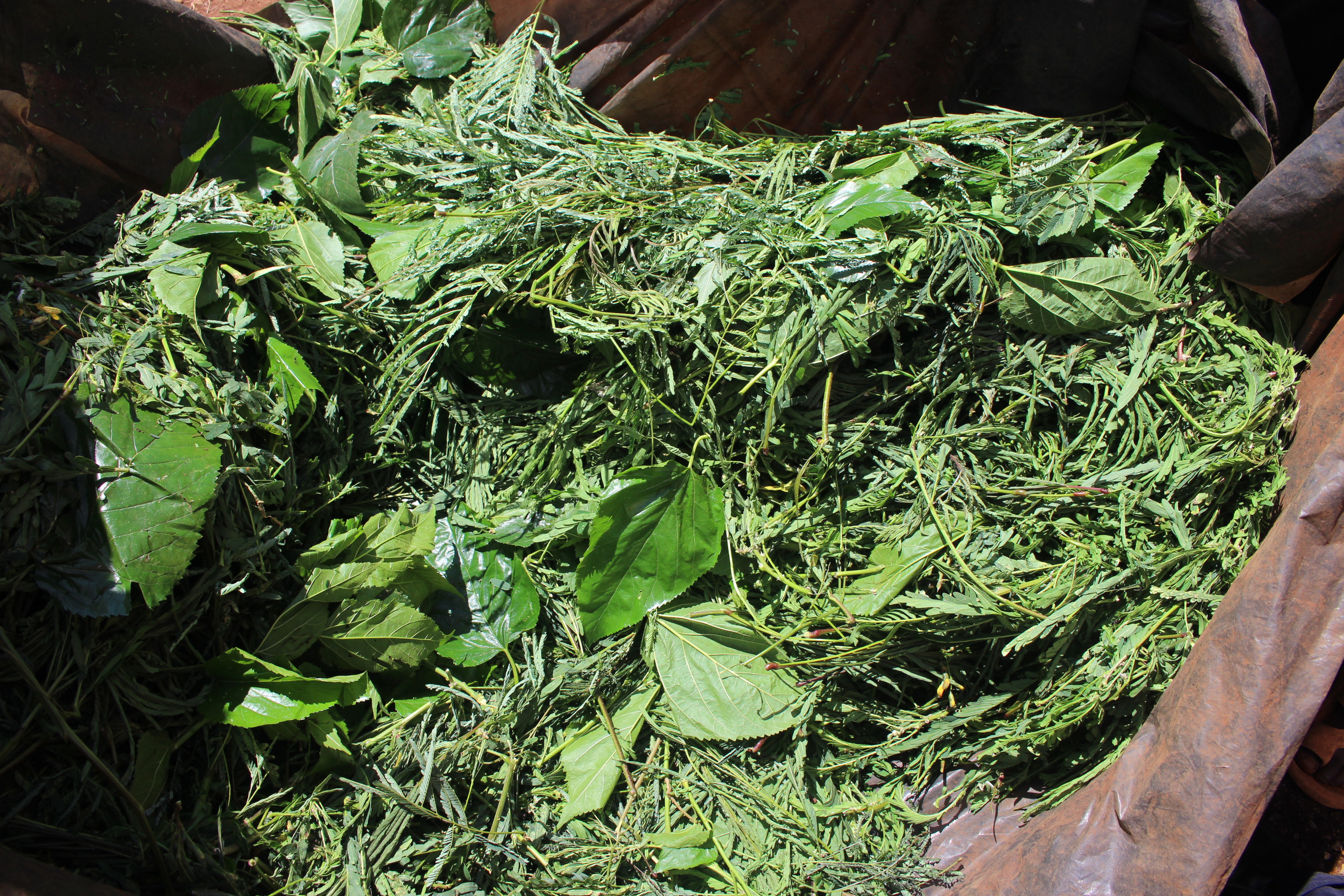 Fodder trees leaves ready to be dried