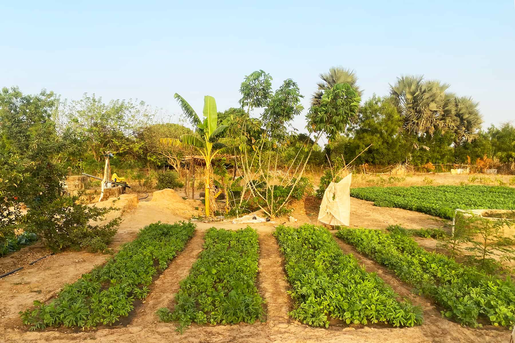 Junior edits for original photos