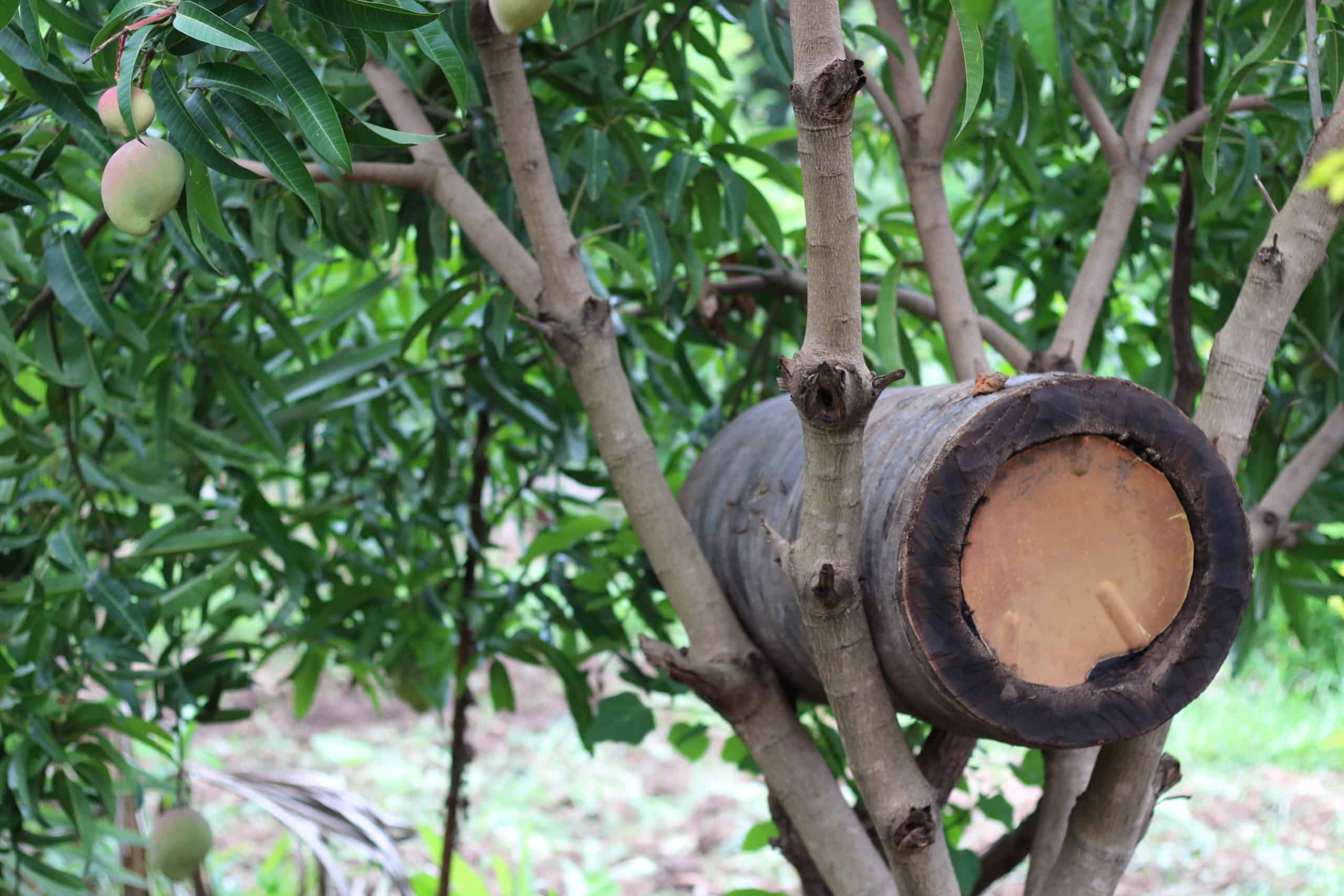 Log beehive nestled in a Forest Garden tree.