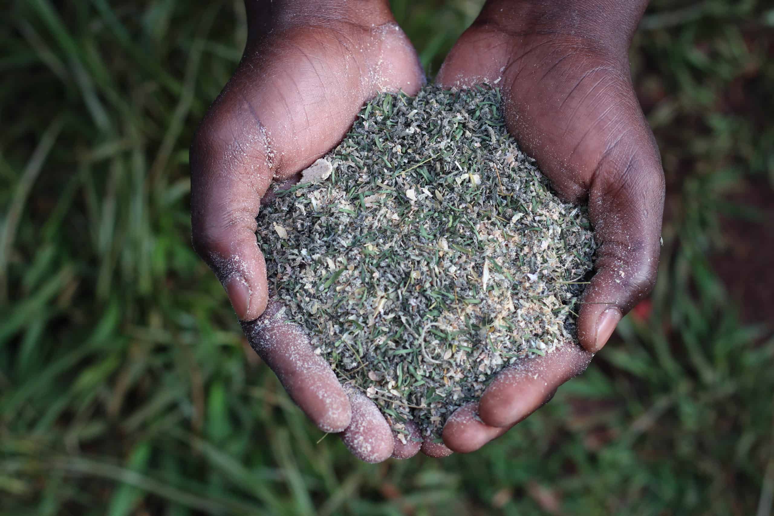 fodder plant for cattle