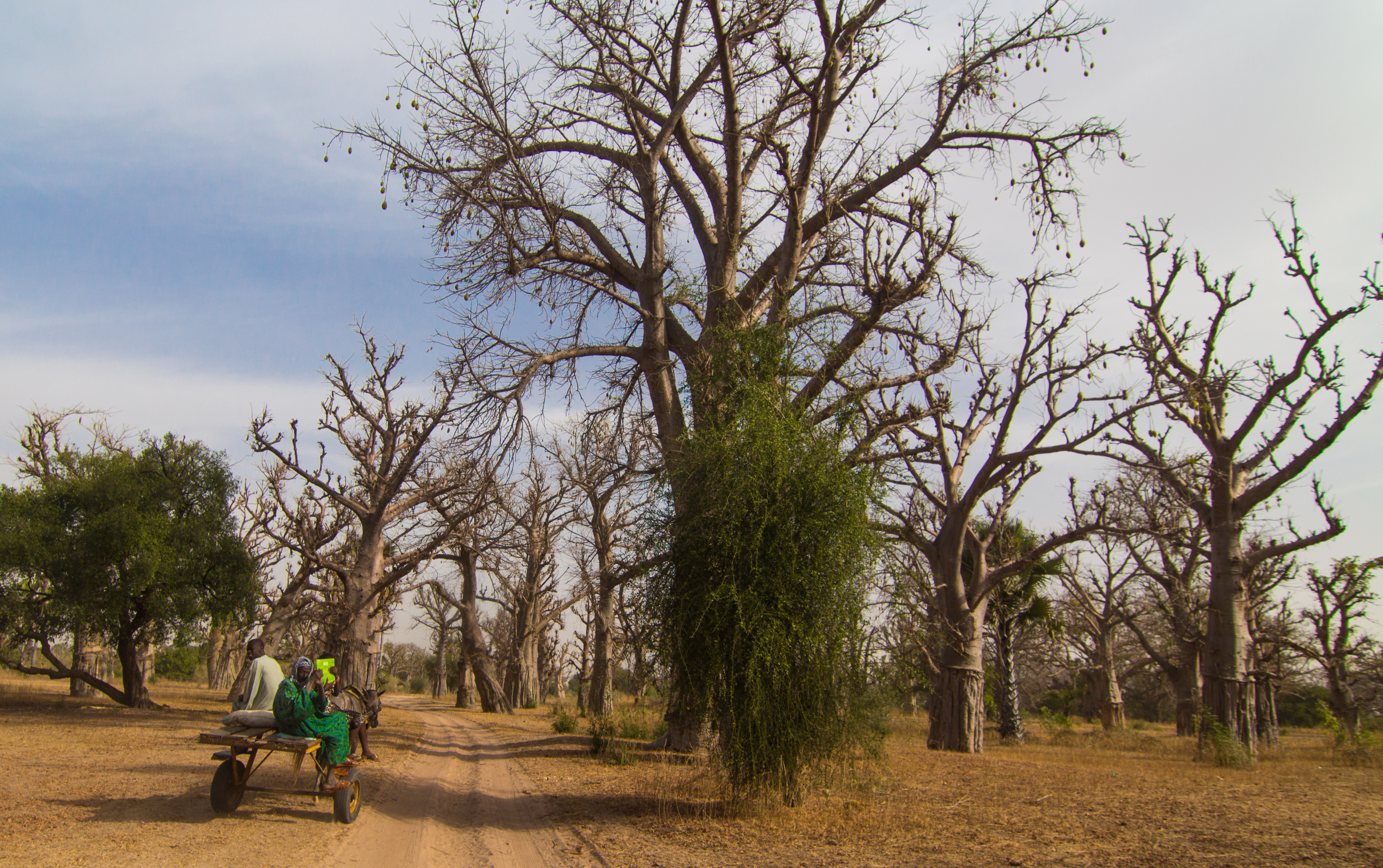 baobab trees in Senegal