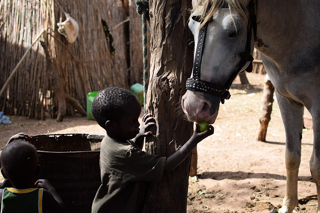 A child from Ousmane's family feeding fruit to a horse