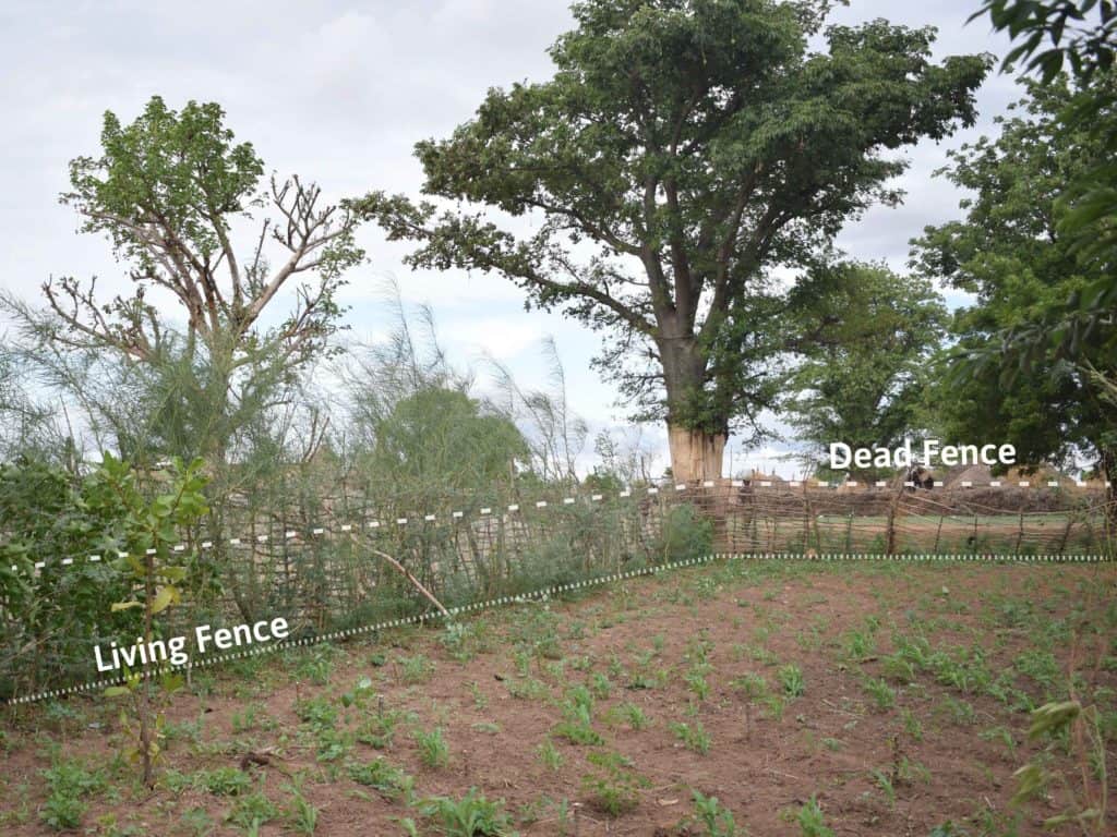 Comparison of a living fence and dead fence surrounding a Forest Garden.