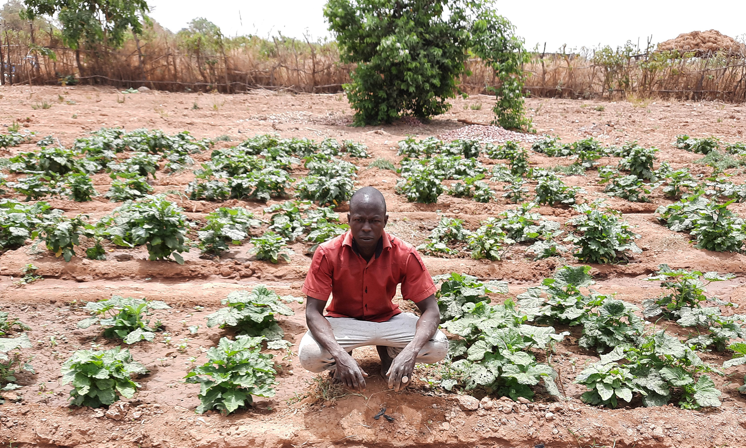 Oumar tends to his thriving vegetable crops in Mali.