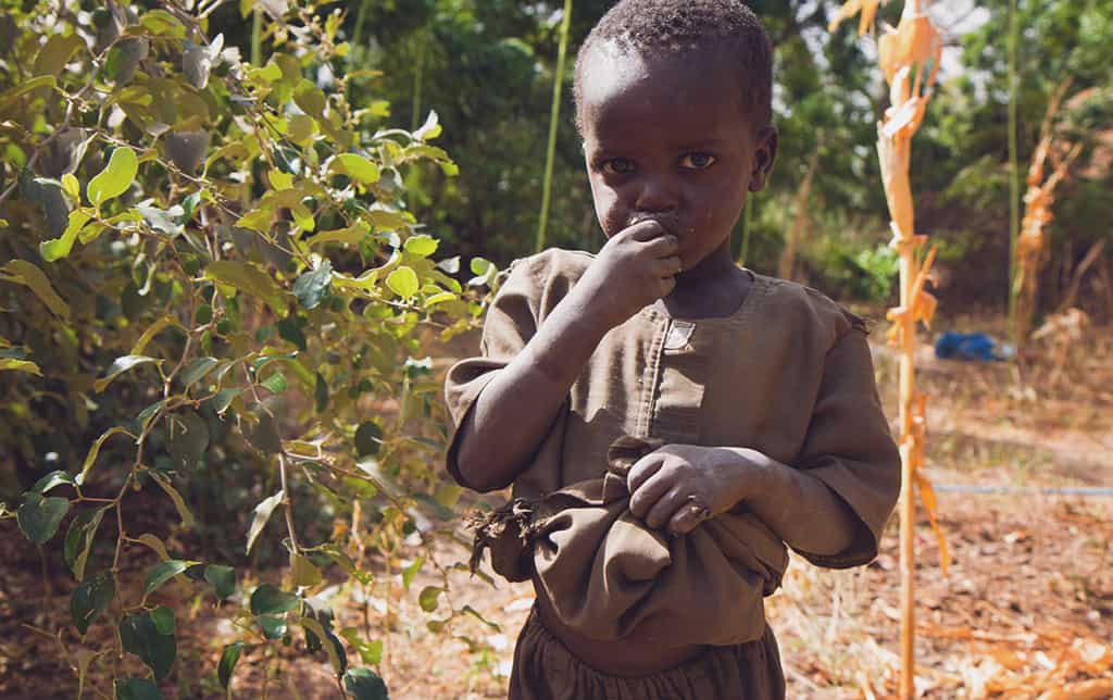 ousmanes-kid-eating-vitamin-C-rich-jujube-from-trees-he-planted-also-seen-next-to-the-child-2