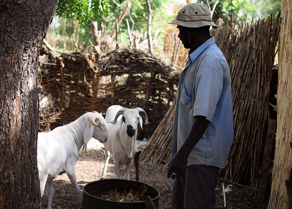 Ousmane with his goats