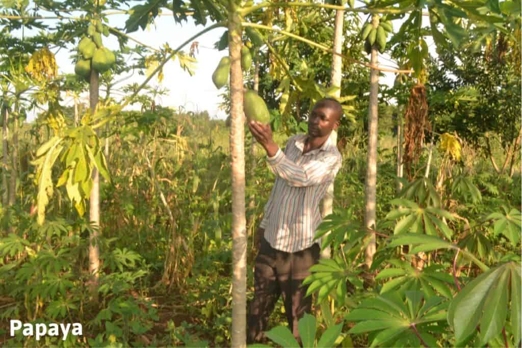 Farmer inspects ripe papaya fruit in his Forest Garden