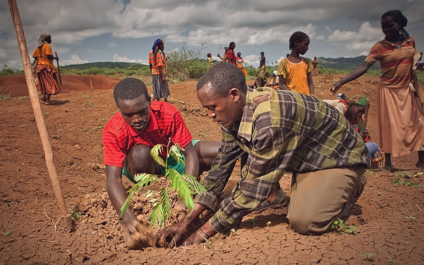 Men planting a plant in a field as a solution to desertification