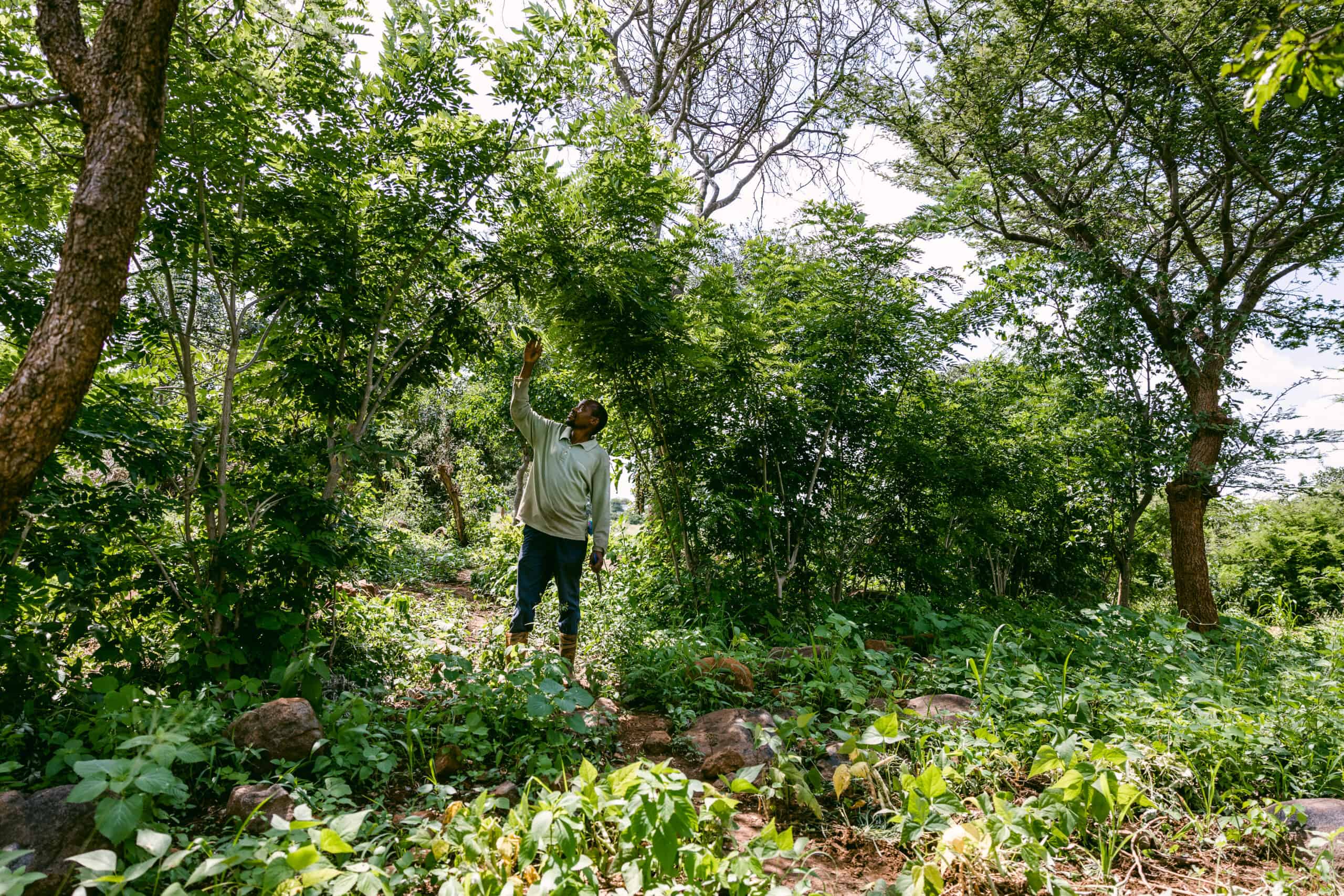 TREES Tanzania farmer Daudi in his Forest Garden