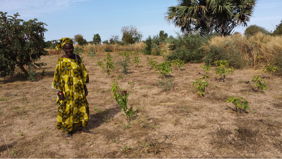 Mariama Ndao's success story with Trees for the Future training program