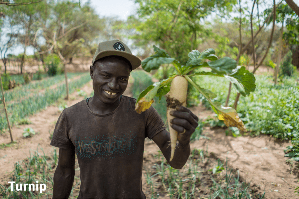 Farmer smiling while holding a freshly harvested turnip.