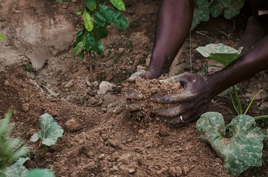 Hands working the soil in a regenerative agroforestry project, part of the Plant it Forward program.